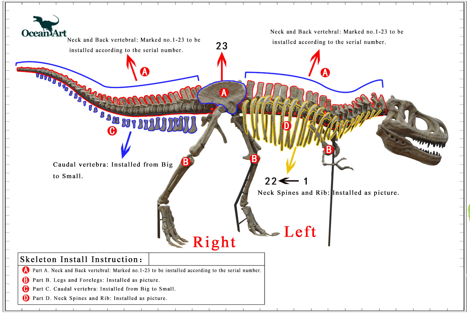 霸王龙骨架装置步骤