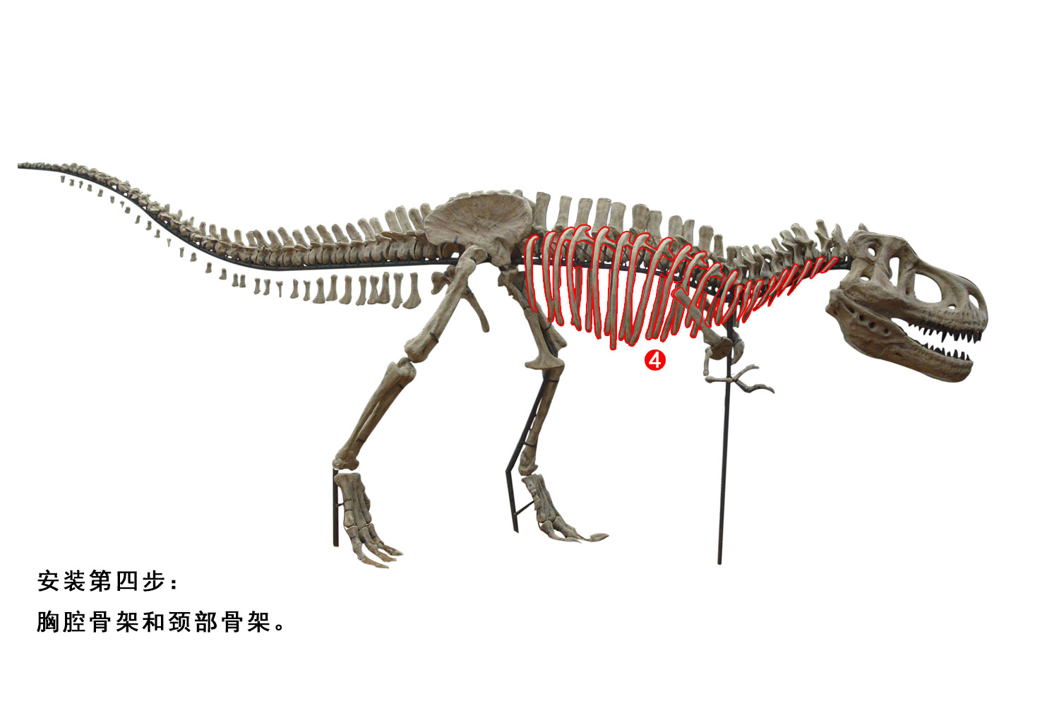 霸王龙骨架装置步骤