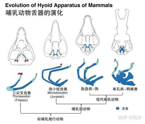 2019 年，古生物学领域报路的哪个新物种/化石最令你印象深刻？